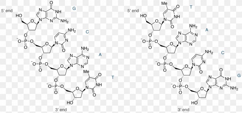 Nucleic Acid Structure DNA Quilting, PNG, 1900x893px, Watercolor, Cartoon, Flower, Frame, Heart Download Free