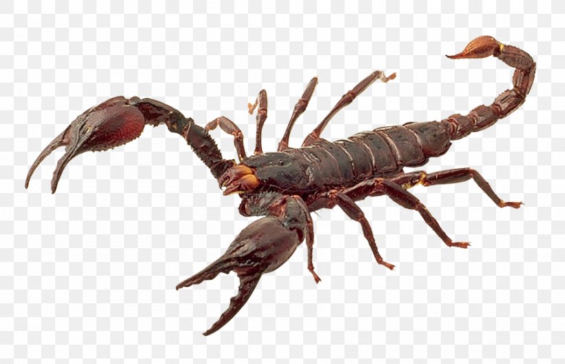 Scorpion, PNG, 900x580px, Scorpion, Animal Source Foods, Arthropod, Invertebrate, Organism Download Free