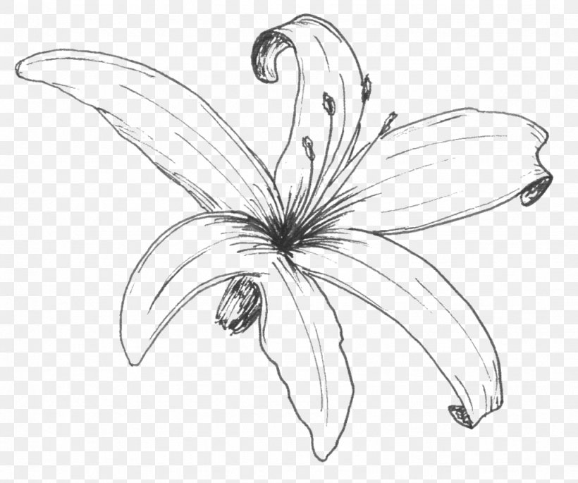 Sweet William De Cruydthof Flower Line Art Sketch, PNG, 1023x855px, Sweet William, Artwork, Black And White, Body Jewellery, Body Jewelry Download Free