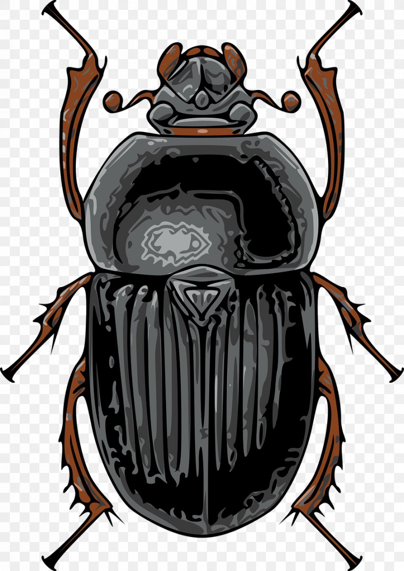 Beetle Scarabs Clip Art True Bugs Vector Graphics, PNG, 905x1280px, Beetle, Art, Arthropod, Blister Beetles, Cartoon Download Free