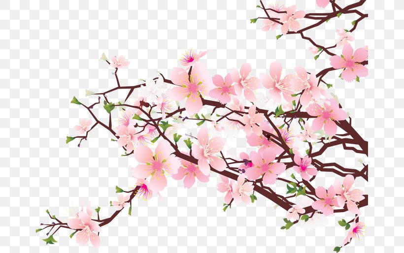 Cherry Blossom Clip Art, PNG, 675x514px, Cherry Blossom, Apricot, Artificial Flower, Blossom, Branch Download Free