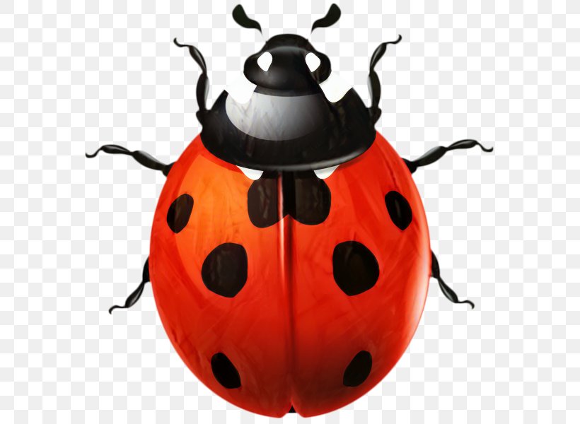 Clip Art Vector Graphics Image Desktop Wallpaper, PNG, 594x600px, Ladybird Beetle, Arthropod, Beetle, Insect, Invertebrate Download Free