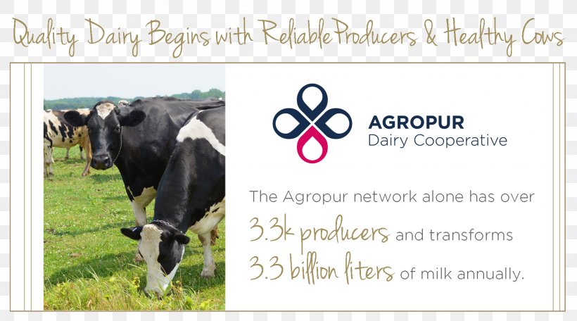 Dairy Cattle Advertising Agropur Coopérative, PNG, 1950x1085px, Dairy Cattle, Advertising, Agropur, Brand, Cattle Download Free