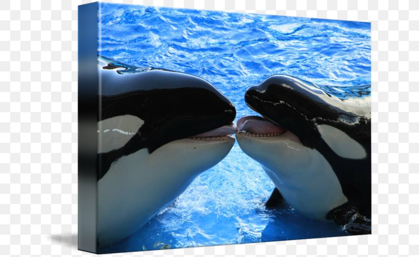 Killer Whale Wholphin Marine Biology Cetacea Water, PNG, 650x504px, Killer Whale, Biology, Cetacea, Dolphin, Fin Download Free