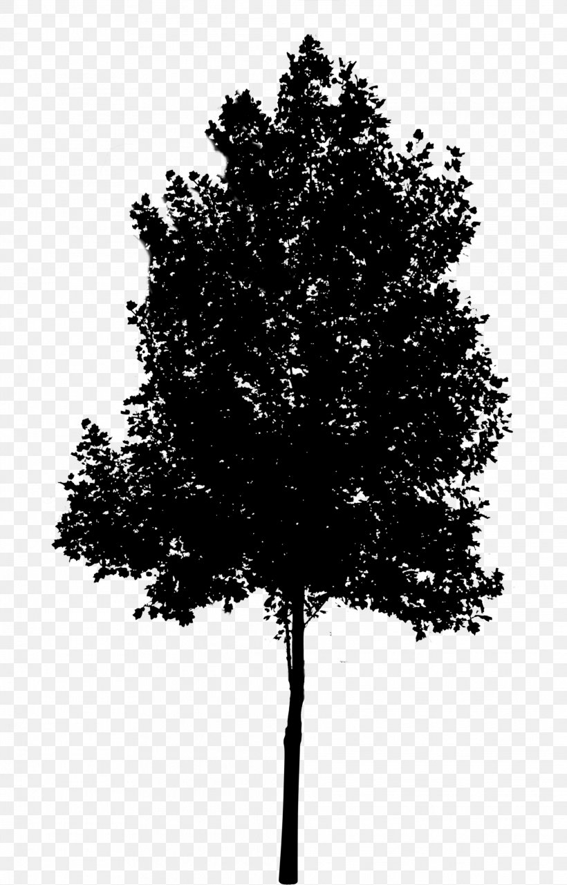 Clip Art Tree Image Oak, PNG, 2079x3249px, Tree, American Larch, Architecture, Branch, Deciduous Download Free