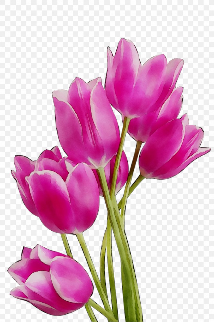 Tulip Clip Art Image Flower, PNG, 1062x1593px, Tulip, Botany, Crocus, Cut Flowers, Drawing Download Free