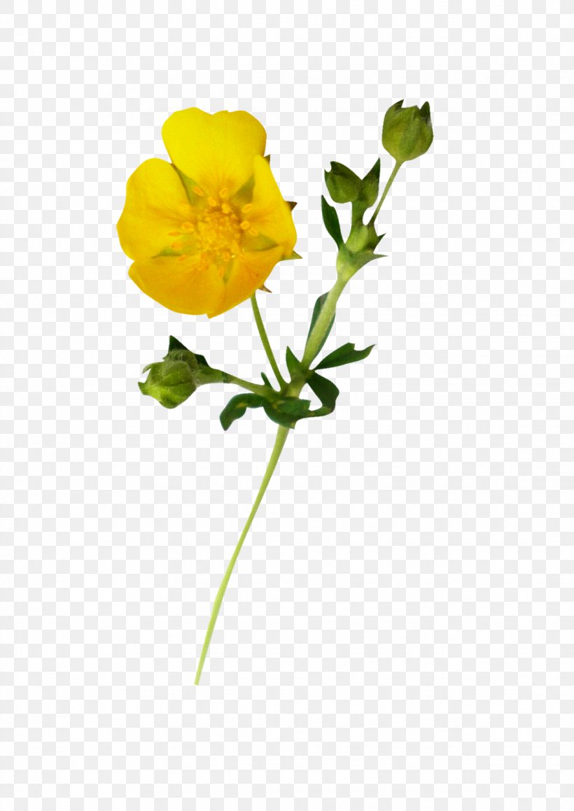 Summer Cut Flowers Petal, PNG, 1132x1600px, Summer, Buttercup, Cinquefoil, Common Evening Primrose, Common Tormentil Download Free