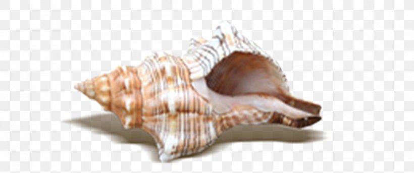 Beach Seashell, PNG, 900x377px, Beach, Cockle, Conch, Conchology, Hotel Download Free