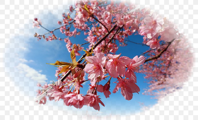 National Cherry Blossom Festival Desktop Wallpaper, PNG, 800x500px, National Cherry Blossom Festival, Blossom, Branch, Building, Cherry Download Free