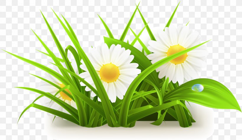 Clip Art Vector Graphics Flower Image, PNG, 1600x930px, Flower, Aquarium Decor, Artificial Flower, Chamomile, Common Daisy Download Free