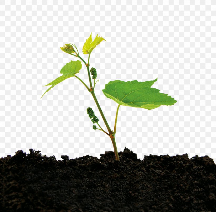 Soil Organic Matter Total Organic Carbon Nitrogen Phosphorus, PNG, 1024x1003px, Soil, Branch, Business, Carbon, Herb Download Free