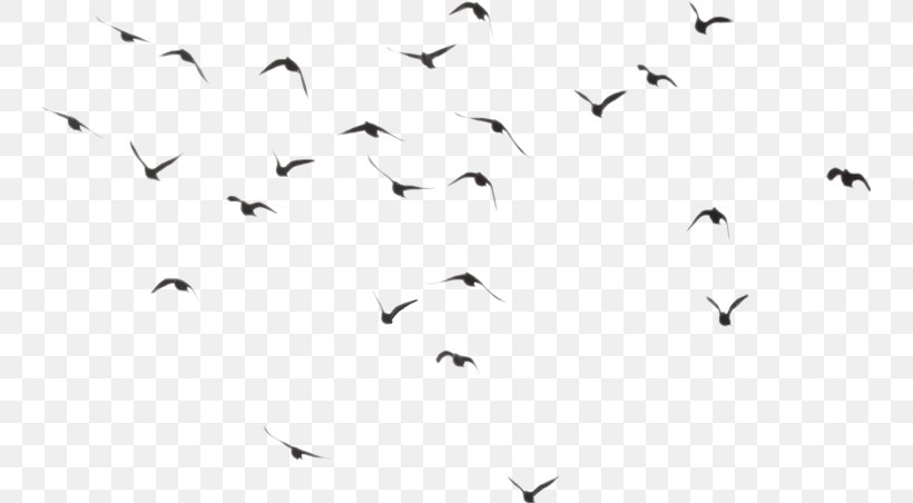 Bird Clip Art Image Transparency, PNG, 745x452px, Bird, Animal Migration, Beak, Bird Migration, Black And White Download Free