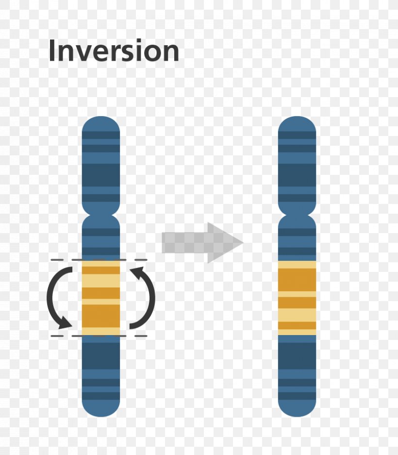 Chromosomal Inversion Mutation Chromosome Gene Duplication Chromosomal Translocation, PNG, 836x956px, Chromosomal Inversion, Brand, Chromosomal Translocation, Chromosome, Chromosome Abnormality Download Free