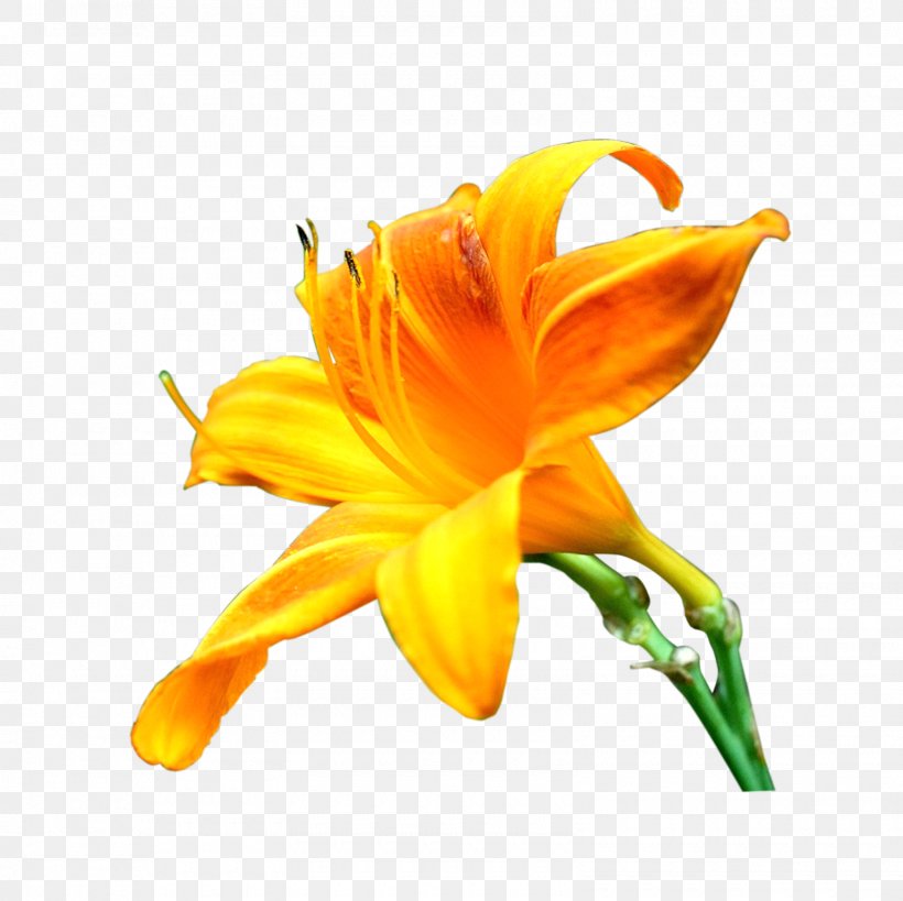 Cut Flowers Lilium Plant Stem, PNG, 1600x1600px, 2017, Flower, Cut Flowers, Daylily, Flowering Plant Download Free