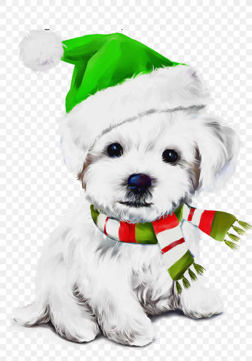 Dog Maltese Puppy Shih Tzu Bichon, PNG, 1131x1622px, Dog, Bichon, Christmas, Lhasa Apso, Maltese Download Free
