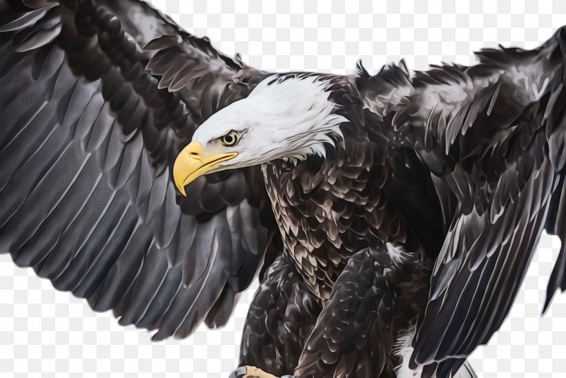 Flying Bird Background, PNG, 2448x1636px, Flying Eagle, Accipitridae, Animal, Bald Eagle, Beak Download Free