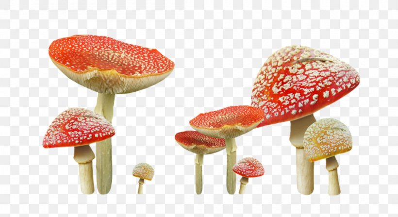 Mushroom Clip Art, PNG, 1100x600px, Mushroom, Auglis, Computer Software, Fungus, Pixel Download Free
