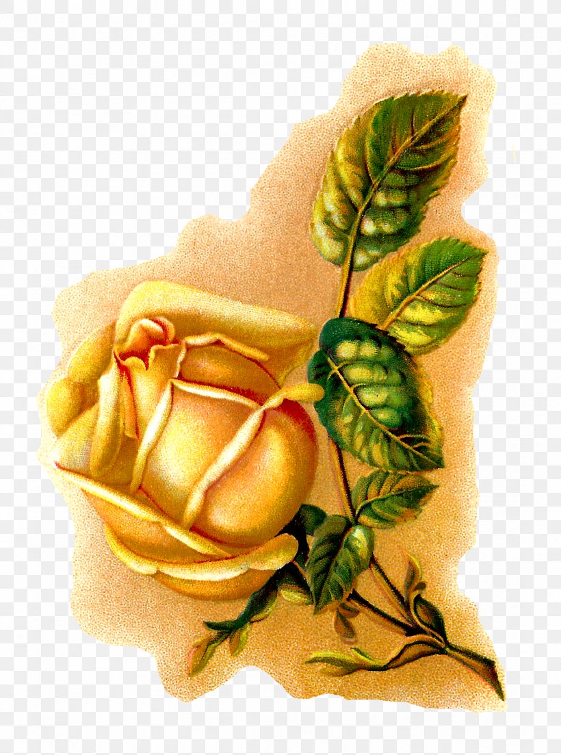 Rose Flower Botanical Illustration Botany, PNG, 1093x1471px, Rose, Art, Book Illustration, Botanical Illustration, Botany Download Free