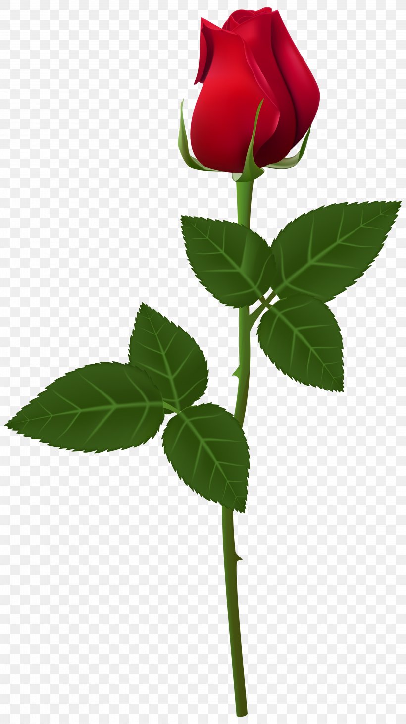 Rose Flower Plant Stem Clip Art, PNG, 4544x8100px, Rose, Blue Rose, Bud, Cut Flowers, Flower Download Free