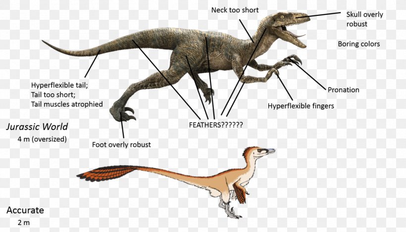 Velociraptor Deinonychus Tyrannosaurus Utahraptor Spinosaurus, PNG, 1280x733px, Velociraptor, Brachiosaurus, Carnivore, Deinonychus, Dinosaur Download Free