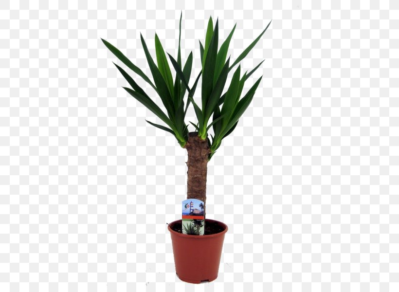 Arecaceae Yucca Flowerpot Houseplant Plant Stem, PNG, 600x600px, Arecaceae, Arecales, Box, Cutting, Date Palms Download Free