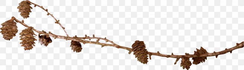 Conifer Cone Spruce Photography Clip Art, PNG, 2962x853px, Conifer Cone, Auglis, Branch, Conifers, Digital Image Download Free