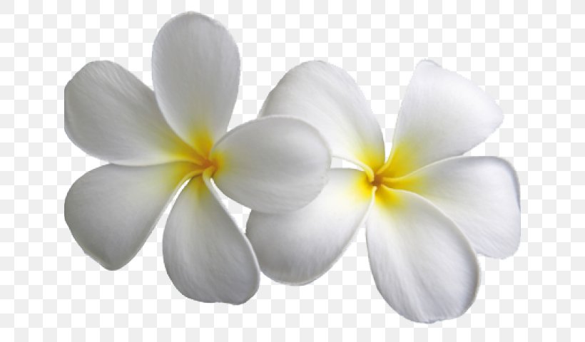 Frangipani Desktop Wallpaper Clip Art Image, PNG, 640x480px, Frangipani, Drawing, Flower, Flowering Plant, Lei Download Free