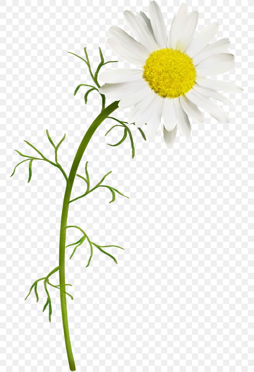 German Chamomile Common Daisy, PNG, 757x1200px, Chamomile, Aster, Chamaemelum Nobile, Chrysanths, Common Daisy Download Free