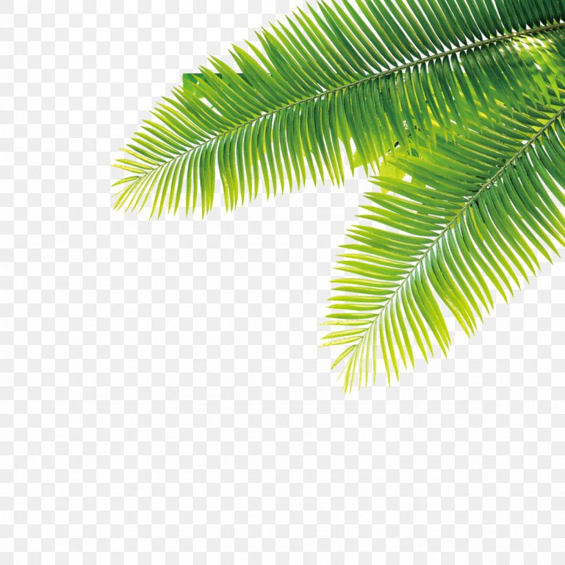 Tropics Plant Computer File, PNG, 1181x1181px, Tropics, Grass, Gratis, Green, Leaf Download Free