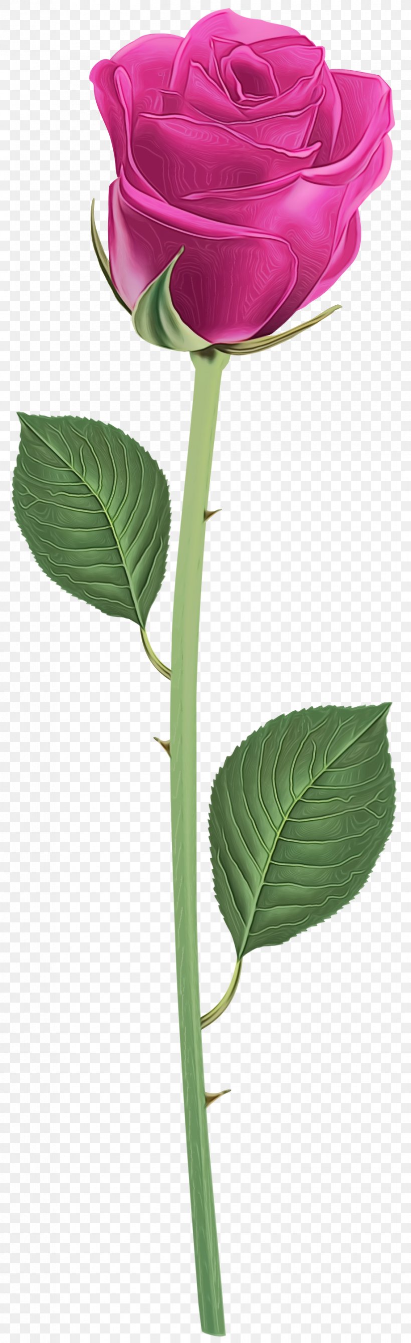 Flower Flowering Plant Leaf Plant Plant Stem, PNG, 918x3000px, Watercolor, Flower, Flowering Plant, Leaf, Melastome Family Download Free