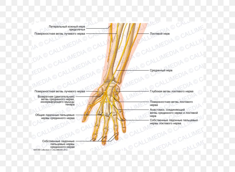 Ulnar Nerve Forearm Human Anatomy Hand, PNG, 600x600px, Watercolor, Cartoon, Flower, Frame, Heart Download Free