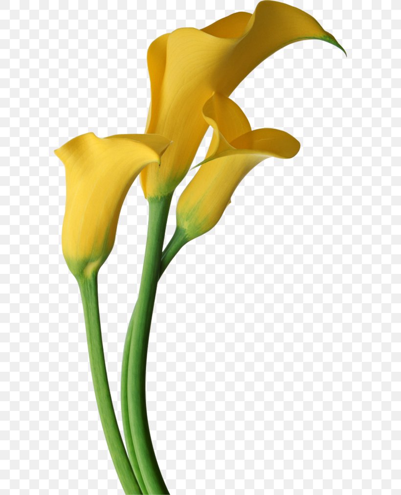 Arum-lily Flower Easter Lily Clip Art, PNG, 600x1012px, Arumlily, Alismatales, Arum, Arum Family, Calas Download Free