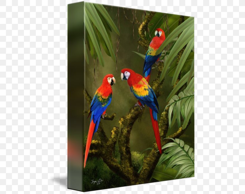 Macaw Loriini Beak Feather Fauna, PNG, 494x650px, Macaw, Beak, Bird, Fauna, Feather Download Free