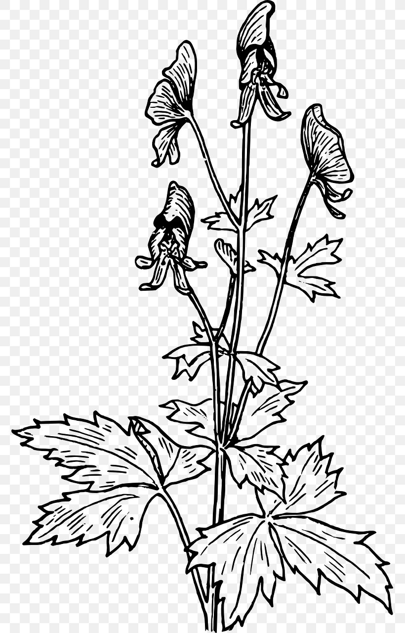 Chinese Aconite Clip Art, PNG, 773x1280px, Drawing, Black And White, Branch, Coloring Book, Flora Download Free