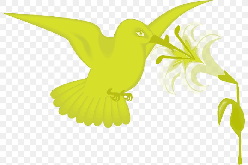 Hummingbird Clip Art Vector Graphics, PNG, 800x546px, Hummingbird, Beak, Bird, Bird Feeders, Bird Flight Download Free