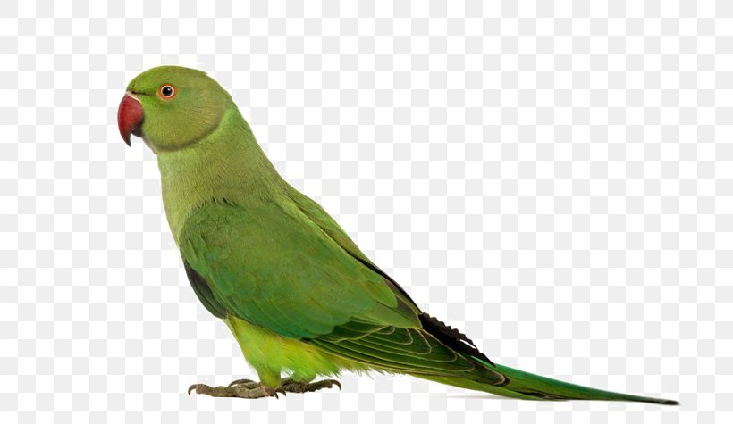 Parrot Bird Rose-ringed Parakeet Budgerigar, PNG, 800x475px, Parrot, Alexandrine Parakeet, Aviary, Beak, Bird Download Free