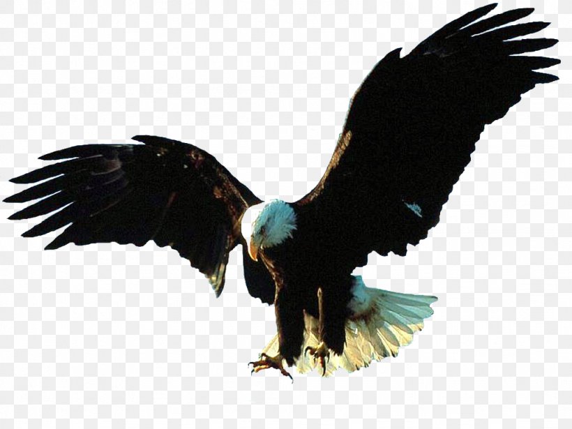 Bald Eagle Bird Flight Bird Flight, PNG, 1024x768px, Bald Eagle, Accipitridae, Accipitriformes, African Fish Eagle, Beak Download Free
