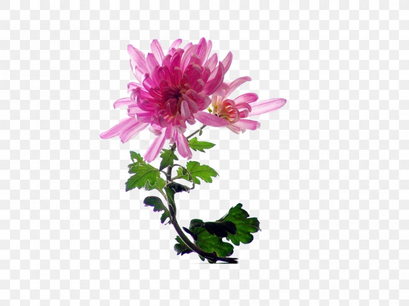 Chrysanthemum Indicum Chrysanthemum Tea Cut Flowers, PNG, 1000x748px, Chrysanthemum Indicum, Artificial Flower, Chrysanthemum, Chrysanthemum Tea, Chrysanths Download Free