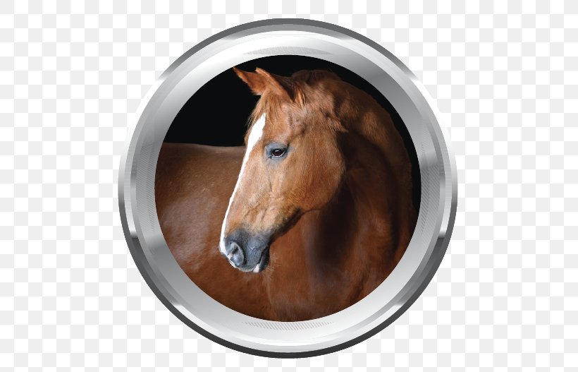 Icelandic Horse Horses Mane Photography Royalty-free, PNG, 510x527px, Icelandic Horse, Animal, Equestrian, Fotolia, Horse Download Free