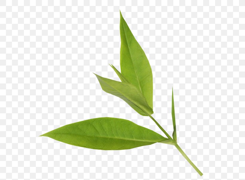 Leaf Blog Plant Stem, PNG, 600x604px, Leaf, Autumn, Blog, Dream, Herb Download Free