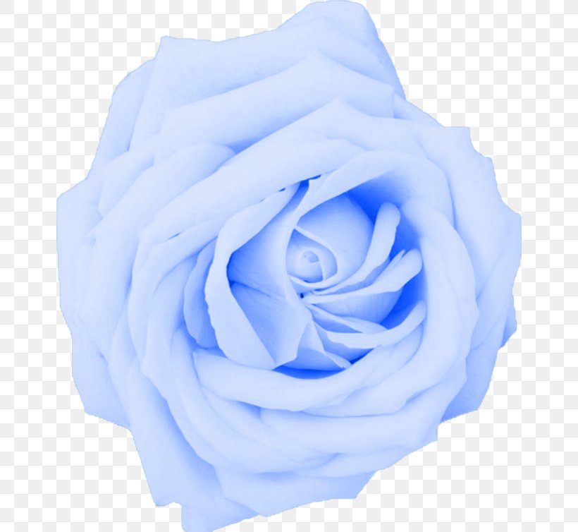Desktop Wallpaper Flower Rose 1080p High-definition Television, PNG, 660x754px, Flower, Blue, Blue Rose, Cobalt Blue, Cut Flowers Download Free