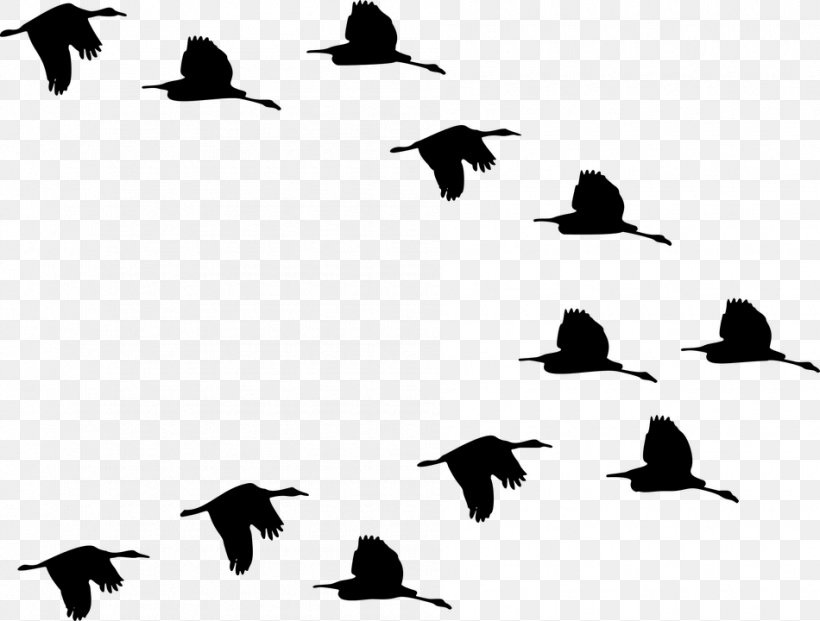 Duck Clip Art Flight Goose Silhouette, PNG, 950x720px, Duck, Animal Migration, Beak, Bird, Bird Illustrations Download Free