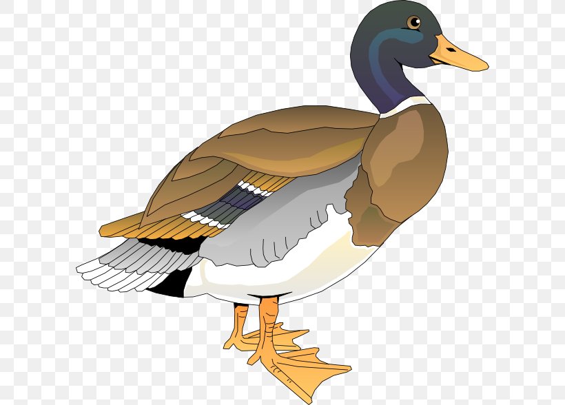 Duck Free Content Clip Art, PNG, 600x588px, Duck, Beak, Bird, Ducks Geese And Swans, Fauna Download Free