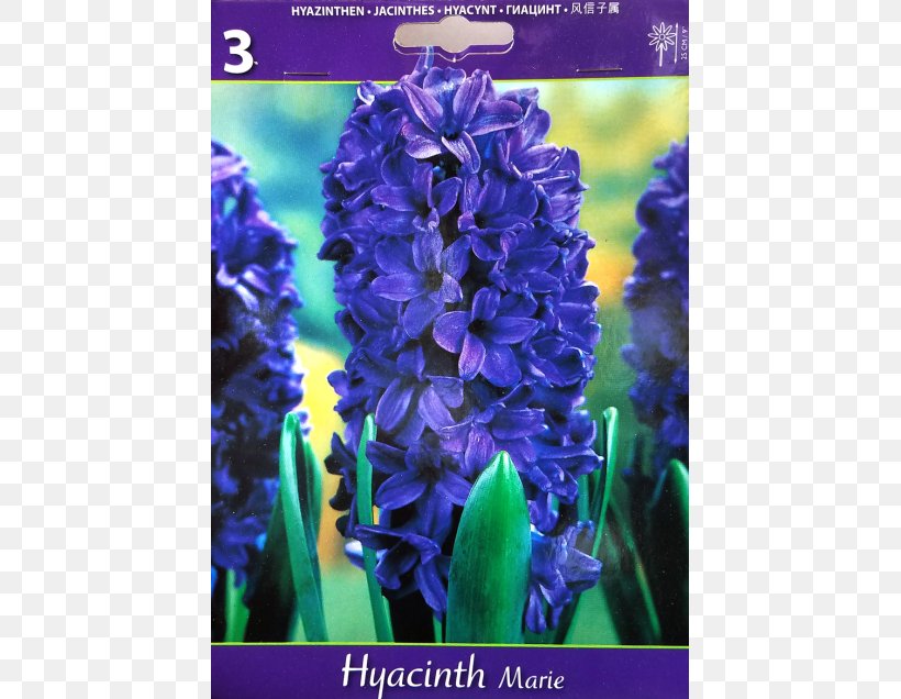 English Lavender Hyacinth Violet Larkspur Common Sage, PNG, 560x636px, English Lavender, Bluebonnet, Common Sage, Delphinium, Flower Download Free