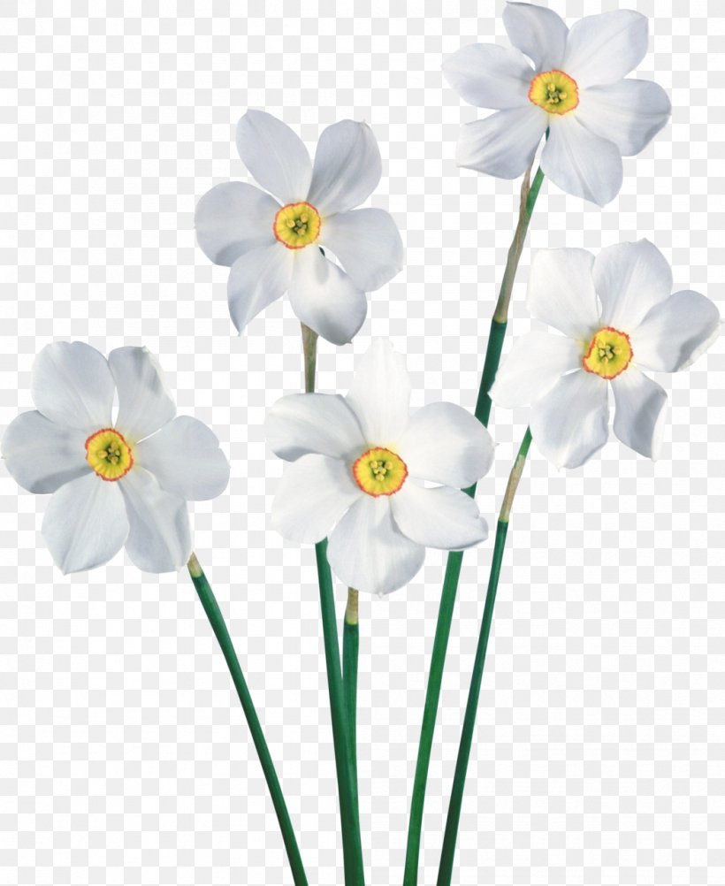 Flower Narcissus Common Daisy Clip Art, PNG, 1047x1280px, Flower, Amaryllis Family, Blume, Common Daisy, Computer Software Download Free