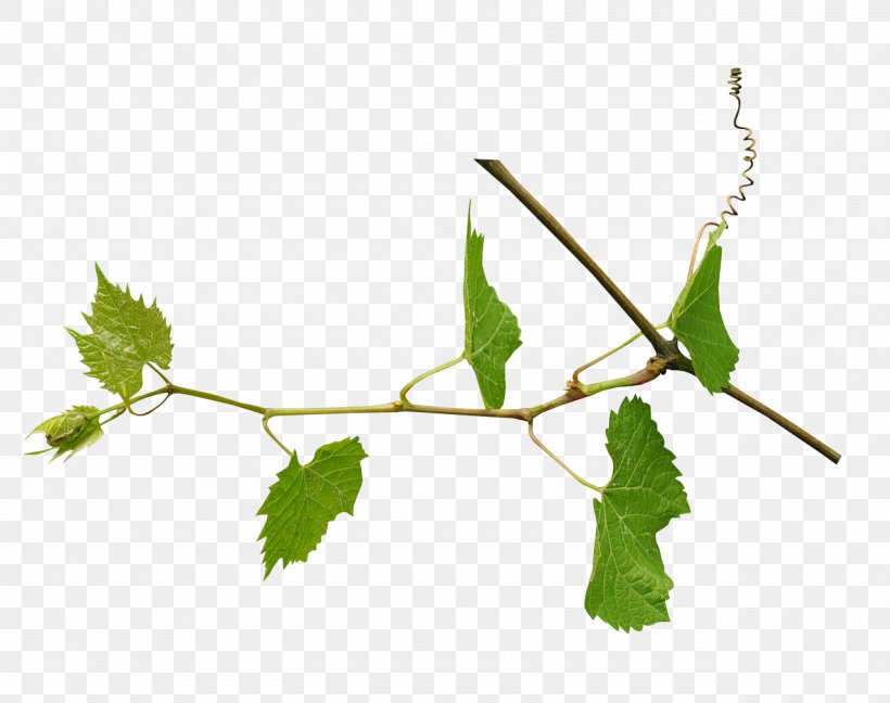 Image Leaf Grapevines Design, PNG, 1280x1013px, Leaf, Branch, Cartoon, Designer, Grape Download Free