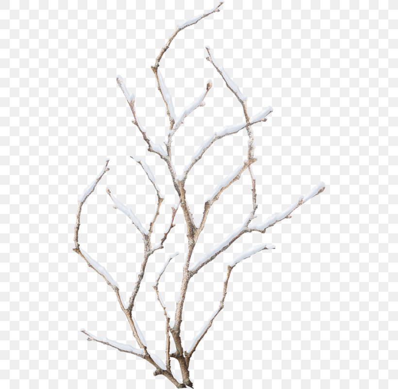 Twig Branch Photography Clip Art, PNG, 523x800px, Twig, Black And White, Branch, Drawing, Leaf Download Free