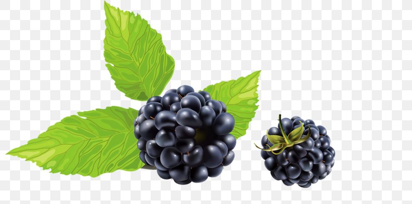 Blackberry Frutti Di Bosco Clip Art, PNG, 800x407px, Blackberry, Berry, Bilberry, Blackberry Winter, Blueberry Download Free
