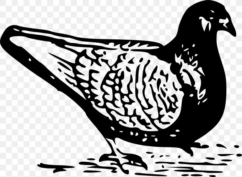 Columbidae Domestic Pigeon Bird Clip Art, PNG, 1920x1411px, Columbidae, Art, Artwork, Beak, Bird Download Free