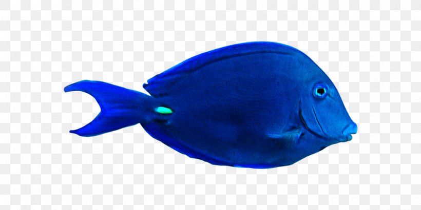 Fish Plastic Marine Mammal, PNG, 2000x1000px, Fish, Blue, Cap, Cobalt Blue, Electric Blue Download Free